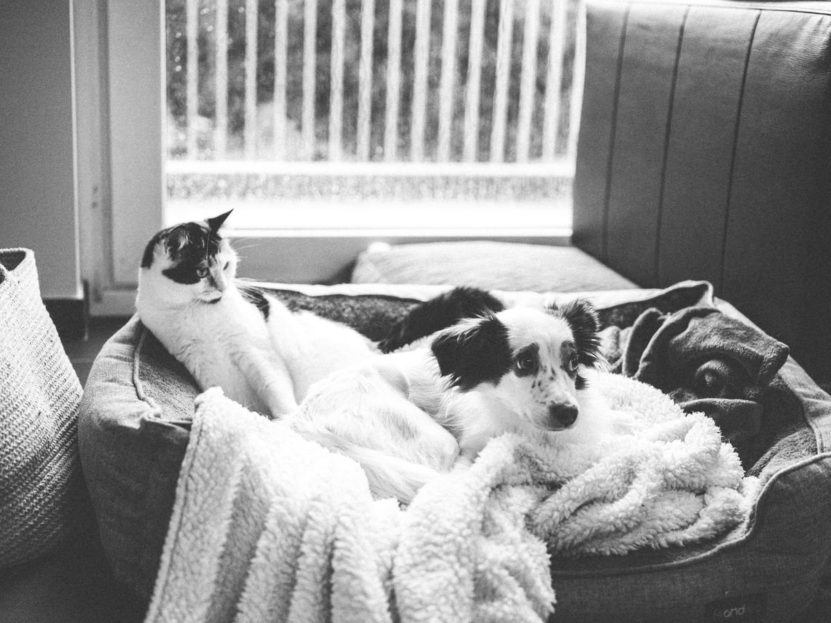 A peaceful moment — cat and dog resting together on a cozy bed by the window