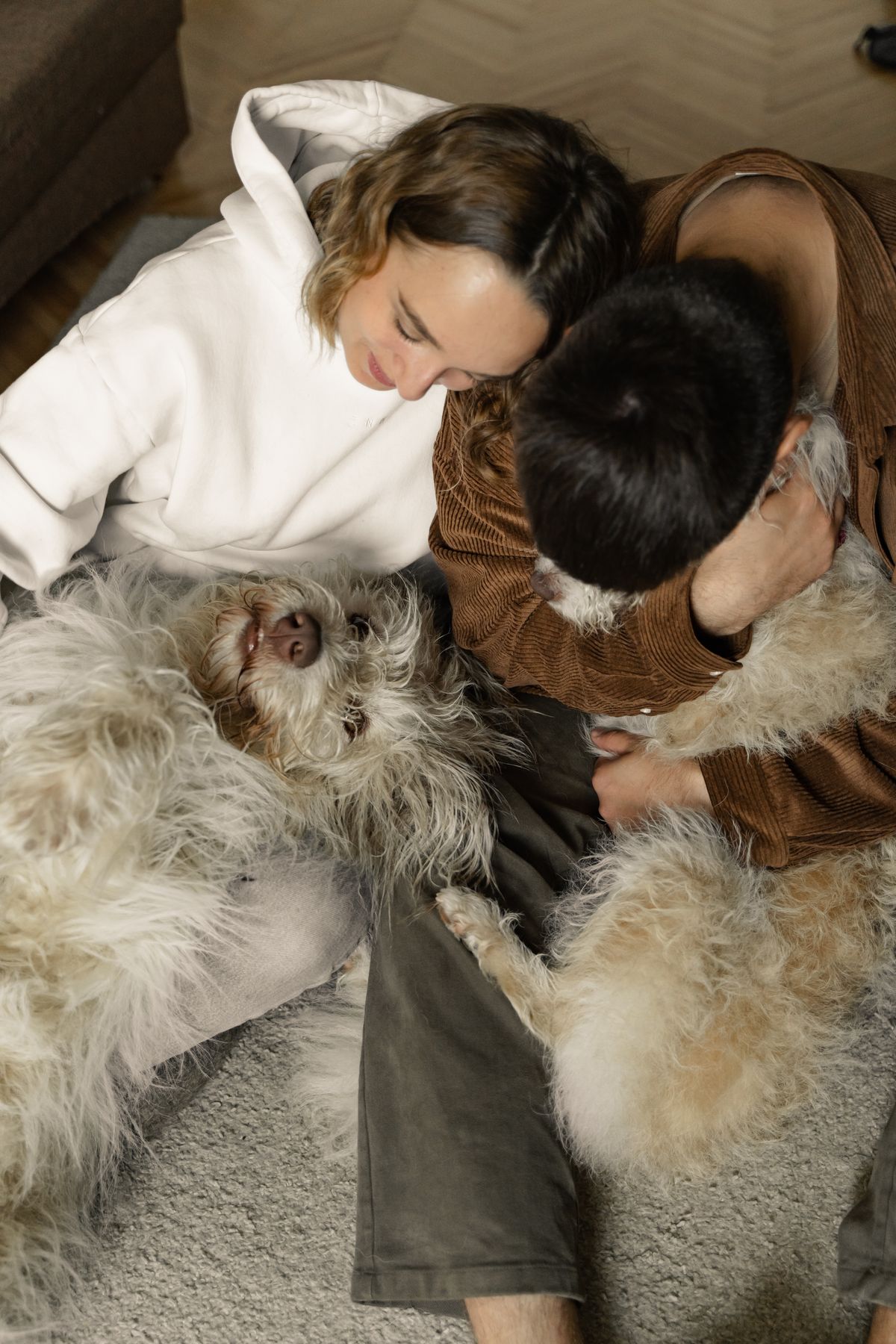 A couple enjoying quality time with their dogs at home