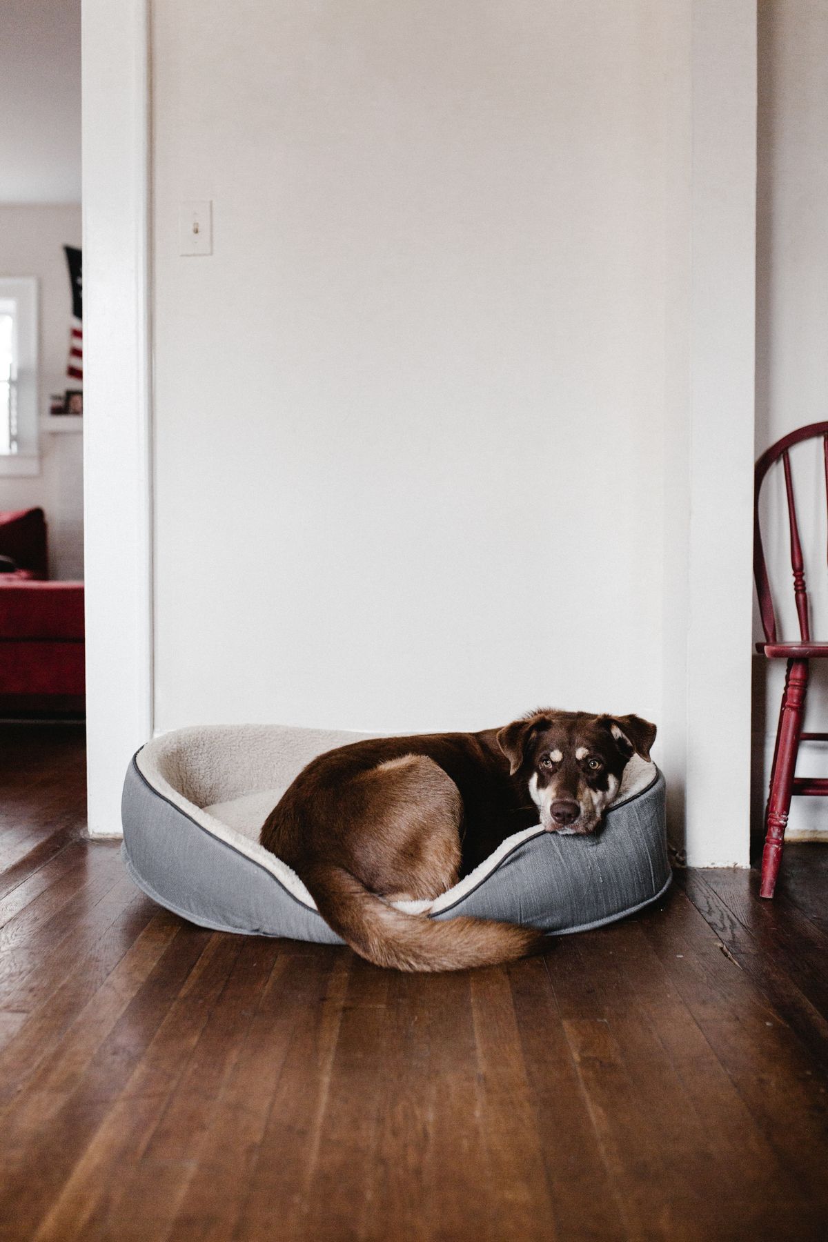 A cozy afternoon — a dog resting comfortably on a pet bed at home