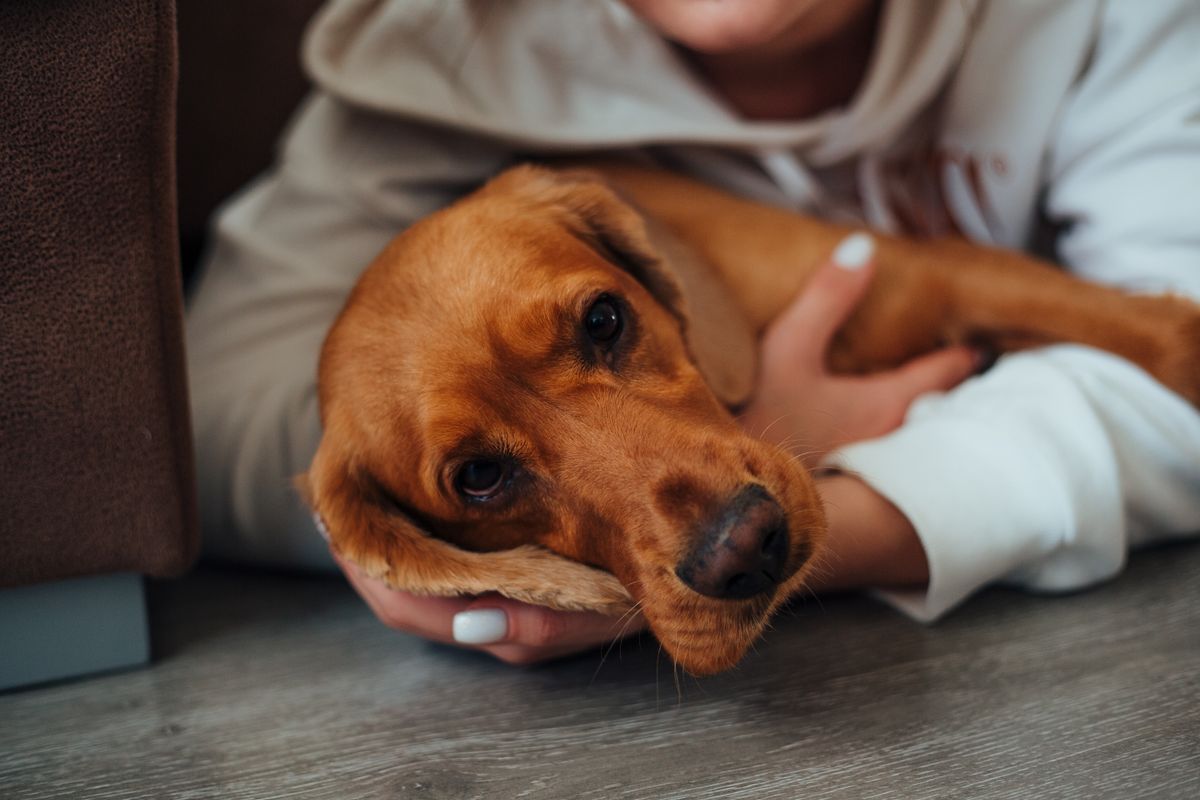 A quiet moment — a pet owner bonding with their dog at home